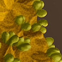 Gumboro Virus